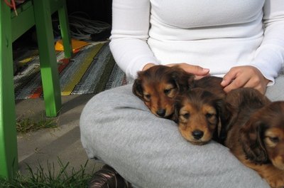 dachshund image by TOMASph from Fotolia.com Miniature dachshunds are more susceptible to hypoglycemia.