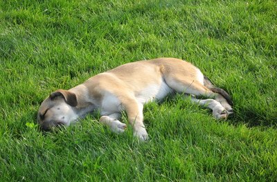 how to stop grass from turning yellow from dog pee