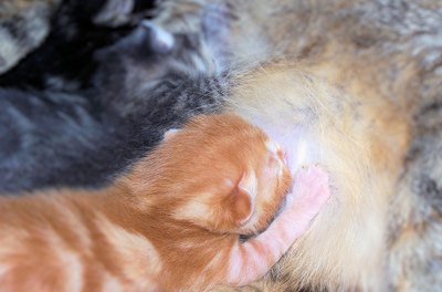 nursing kittens image by Katrina Miller from Fotolia.com Recognizing mating signals can help you know when to prepare for kittens.