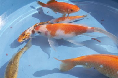 goldfish image by Jorge Casais from Fotolia.com Shubunkin goldfish are compatible with other varieties of goldfish.