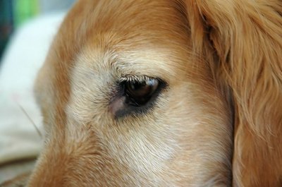 golden retriever eye image by tim elliott from Fotolia.com Conjunctivitis is among eye conditions that require antibiotics.