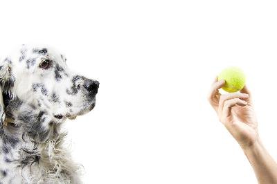 Playing with dog image by Alexey Stiop from Fotolia.com Teaching your dog to hold objects in his mouth is possible with patience and consistency.