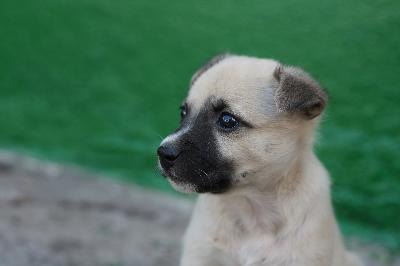 puppy image by Sergey Yakovenko from Fotolia.com Growing pups need more calories than adult dogs to develop properly.
