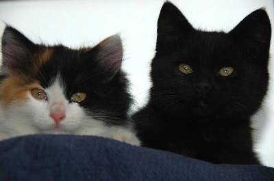 two cats image by Wolfgang Zintl from Fotolia.com Sometimes a kitty companion can help if your little one is lonely.