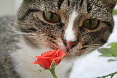 Flowers That Are Poisonous to Cats - Pets