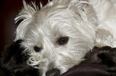 West Highland Terrier image by LynnMarie from Fotolia.com Guess which breed I am? Hint—the color is the giveaway.