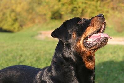 Rottweiler image by Stana from Fotolia.com A clean Rottweiler is the product of consistent grooming.