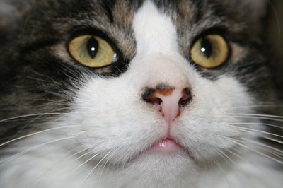 cat image by nutech21 from Fotolia.com If there is an outbreak of a specific feline disease in your area, you should be sure your cat has been vaccinated.