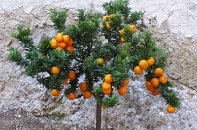 How to Tell What Kind of Orange Tree You Have? 