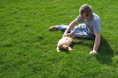 man and poodle image by palms from Fotolia.com Like a poodle, a cockapoo makes an excellent companion.