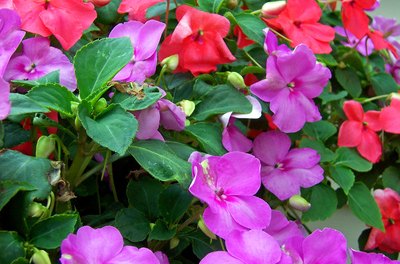 are impatiens poisonous to dogs
