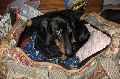 dachshund in suitcase image by J. Nunnelly from Fotolia.com Airports maintain a pet specific area for dogs before and after flights.
