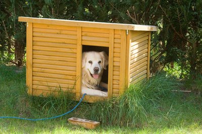 freundlicher hund in der hütte image by Angelika Bentin from Fotolia.com House-training requires planning, patience and persistence, regardless of the age of the dog.