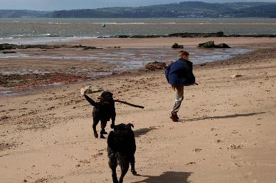 boy walking dogs on the beach image by Jenny Thompson from Fotolia.com Be the first one out the door to establish your pack leader position.