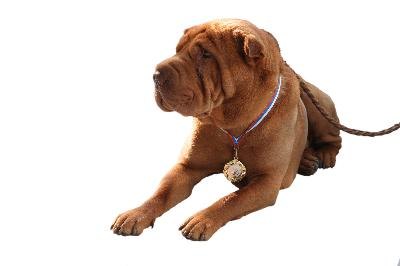 Sharpei image by Shchipkova Elena from Fotolia.com The breed standard has a critical role in Shar Pei eye problems.