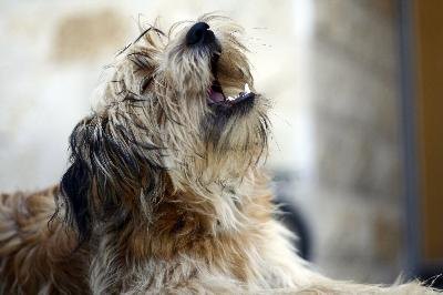 barking puppy image by Victor B from Fotolia.com Puppies, like other babies, can be noisy.