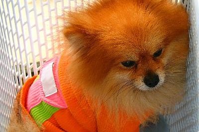 Tiny Dog in a Basket image by Yali Shi from Fotolia.com Tiny dogs, such as Pomeranians, need special care due to their small size.