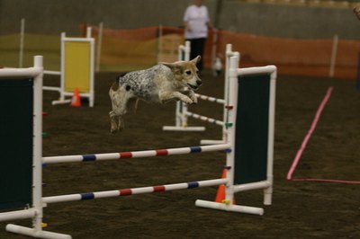 jumping dog image by Earl Robbins from Fotolia.com Build dog agility equipment at home using PVC.
