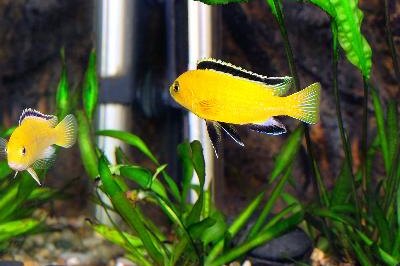 Aquarium Fish- Cichlid Hummingbird Yellow image by Vitas from Fotolia.com While males often have a thick black dorsal fin stripe, some females do too.