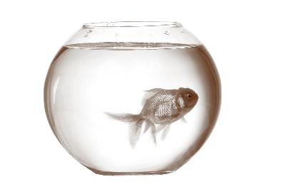 Goldfish image by Mykola Velychko from Fotolia.com Goldfish come in a variety of colors and patterns.