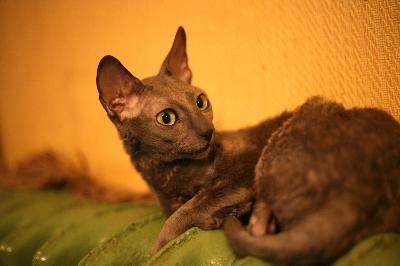 cornish rex image by Friday from Fotolia.com Cornish rex cats are athletic, energetic and highly affectionate pets.