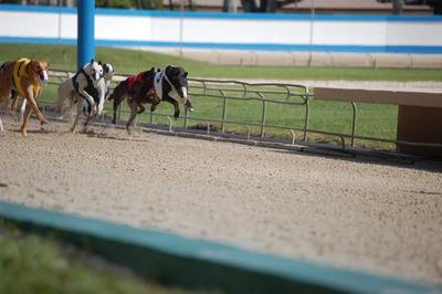 racing greyhounds image by Wimbledon from Fotolia.com A racing greyhound can sometimes be too busy to brush.