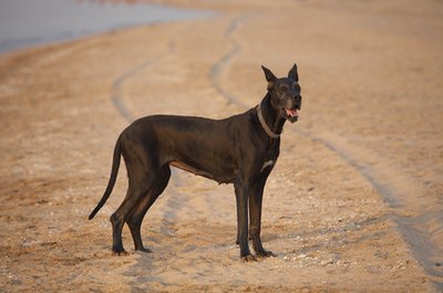 dog image by AGphotographer from Fotolia.com Large dogs tend to have shorter life spans than smaller dogs.