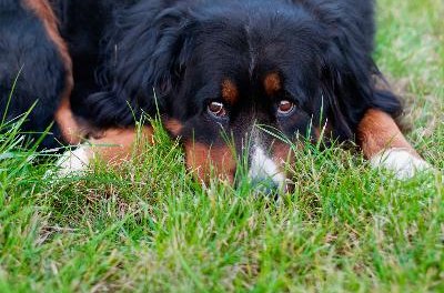 Sad dog image by Maresol from Fotolia.com Pain may make your dog seem sad and depressed.
