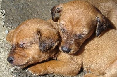Cute sleeping puppies!! image by jeanctc from Fotolia.com Early separation leads to a poorly socialized dog.