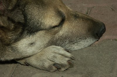 sleeping dog image by Evgeny Rodionov from Fotolia.com Trembling in a sleeping dog is often an indication that the dog is dreaming.