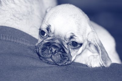 The Dog Life image by Eva Ann from Fotolia.com After a miscarriage, your dog might show signs of general depression.