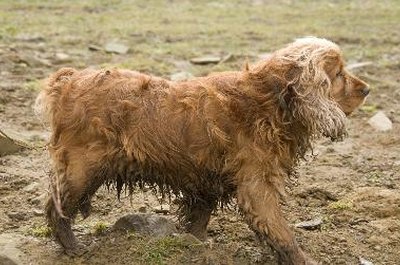 Cocker Spaniel image by Zbigniew Nowak from Fotolia.com Only bathe a cocker spaniel when needed.