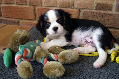 puppylove image by Keith Frith from Fotolia.com The eyes of a teething puppy see everything as a chew toy.