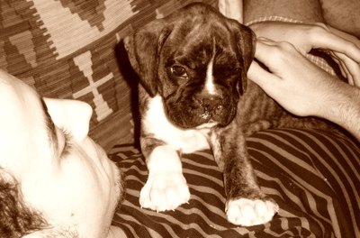 boxer image by Carmenx from Fotolia.com Teach boxer pups not to jump before they grow.