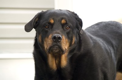 rottweiller image by kenmo from Fotolia.com Soiling the home can become a bad habit for adult dogs.