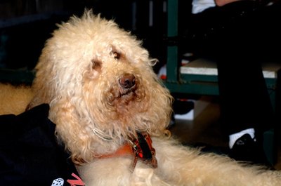 Adorable Labradoodle image by Leticia Wilson from Fotolia.com Routine grooming will keep your labradoodle's wild hair at bay.