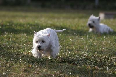 White Dog image by Stana from Fotolia.com White dogs coats are at risk of stains and other damage, particularly when dogs live an active lifestyle.
