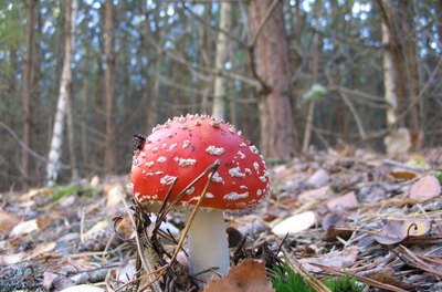 mushroom image by Soja Andrzej from Fotolia.com No easily recognizable differences exist between edible and poisonous mushrooms.
