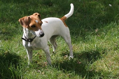 jack russell debout image by Jj from Fotolia.com They don't call me a Jack Russell terrorist for nothing.