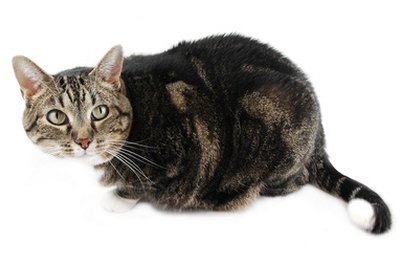 isolated cat image by Karin Lau from Fotolia.com Cats can eat some vegetables.