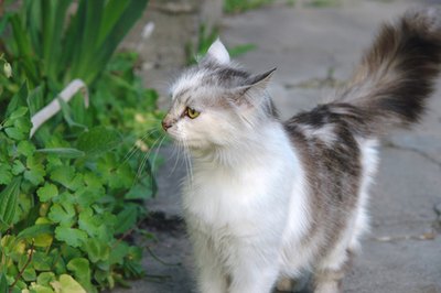 Fluffy cat image by Pshenichka from Fotolia.com Some cats just can't resist eating grass.