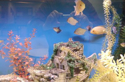 fish tank image by Tammy Mobley from Fotolia.com A fish tank placed correctly in a home inspires good financial fortune.