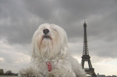 dog image by Lina Miseviciute from Fotolia.com A clap of thunder sends many a dog scurrying for safety.