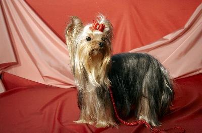 Yorkshire terrier image by Svetlana Gurdina from Fotolia.com Can you believe my ancestors hunted rats?