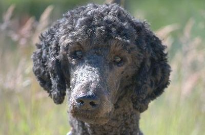 Black Standard Poodle Head image by OneToRemember from Fotolia.com Attention to orders!