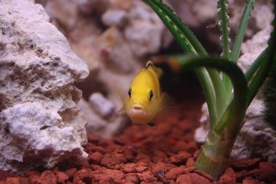 Yellow image by ChristArt from Fotolia.com A lemon cichlid adds a splash of vibrant color to an aquarium.