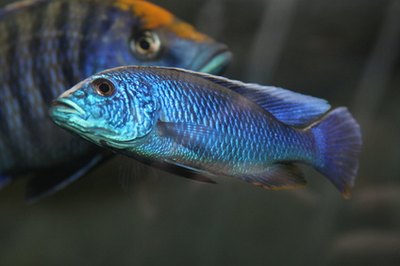 cichlid image by Earl Robbins from Fotolia.com The substrate you choose can affect your cichlid's health.
