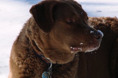 Dog in Snow image by ne_fall_photos from Fotolia.com Fur coats are not enough to protect dogs in very cold temperatures.