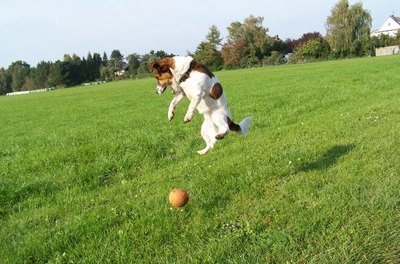 Jack-Russell-Terrier mit Ball image by Andrea Braun from Fotolia.com Avoid outside activities until your pooch is completely dry.