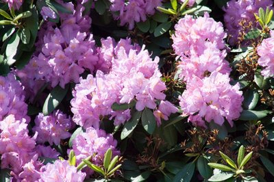 Rhododendron image by Milosz Bartoszczuk from Fotolia.com Hounds and rhododendrons should be kept separate.